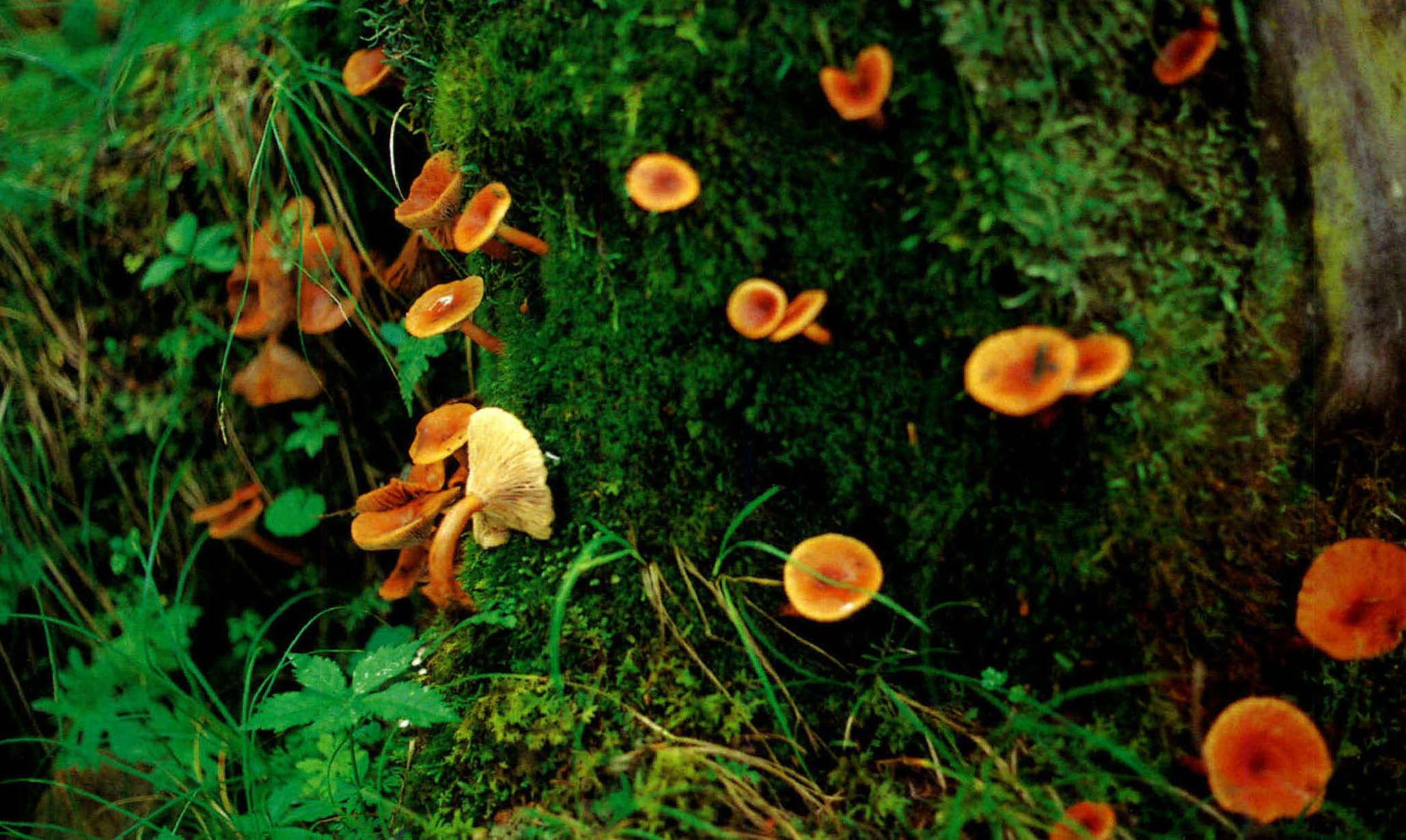 Lactarius camphoratus(Bull.) Fr.